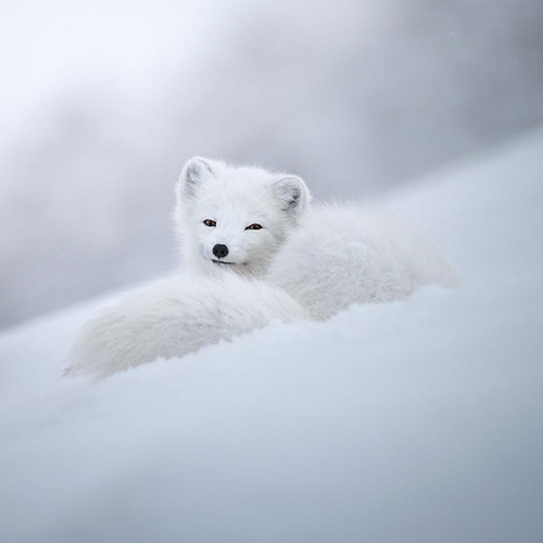 MUSE Photography Awards Gold Winner - Divine beauty of an arctic fox by Marcello Galleano