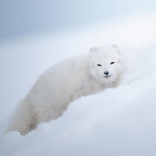 MUSE Photography Awards Gold Winner - Arctic Fox, the ice queen by Marcello Galleano