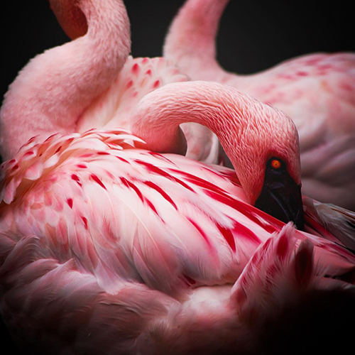 Three Flamingos - Photography Winner