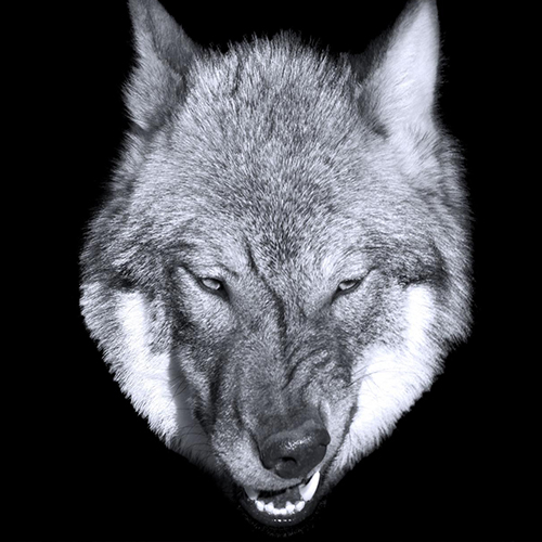 MUSE Photography Awards Silver Winner - Portrait of the Wolf by Mark Tomalla