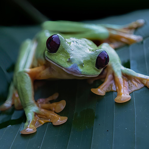 MUSE Photography Awards Gold Winner - Flirting frog by Annemarie Jung
