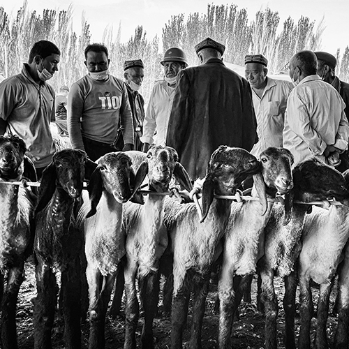 MUSE Photography Awards Gold Winner - Gathering and waiting by BAO YUEPENG