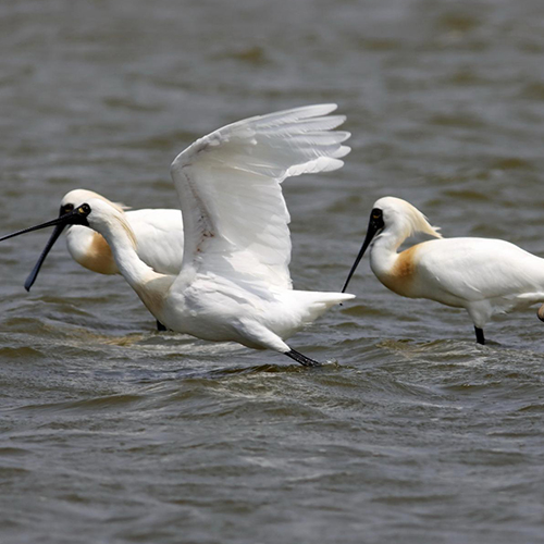 MUSE Photography Awards Gold Winner - Black-faced spoonbills by Cash Chan