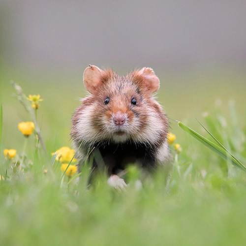 MUSE Photography Awards Gold Winner - hamster romance by Judith Kuhn