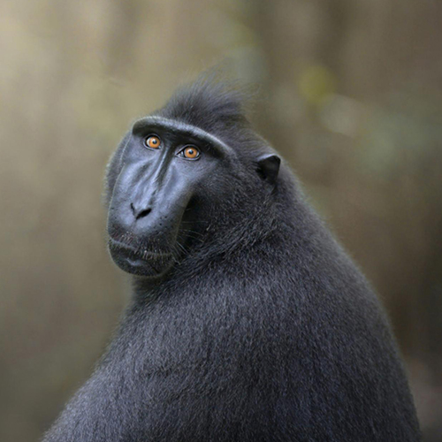 MUSE Photography Awards Gold Winner - Human gaze of a primate by marcello galleano