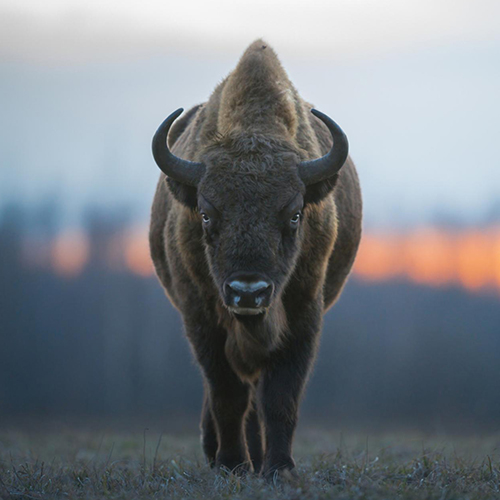 MUSE Photography Awards Silver Winner - The grandeur of the bison by marcello galleano