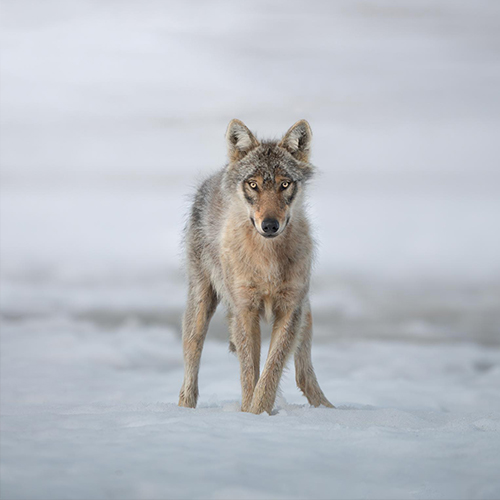 MUSE Photography Awards Silver Winner - WOLVES IN THE SNOW by marcello galleano