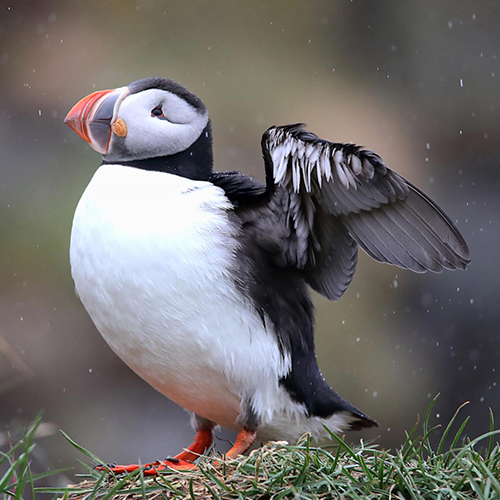 MUSE Photography Awards Gold Winner - Puffins of Iceland by Judith Kuhn