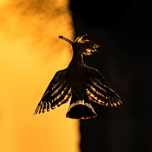Dawn's Whispers: Graceful Hoopoe Silhouette at Sunrise - Photography Winner