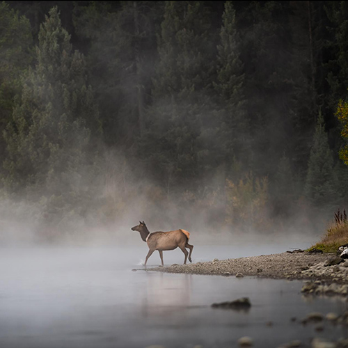 MUSE Photography Awards Silver Winner - Cautious Crossing by Kathy Overfield