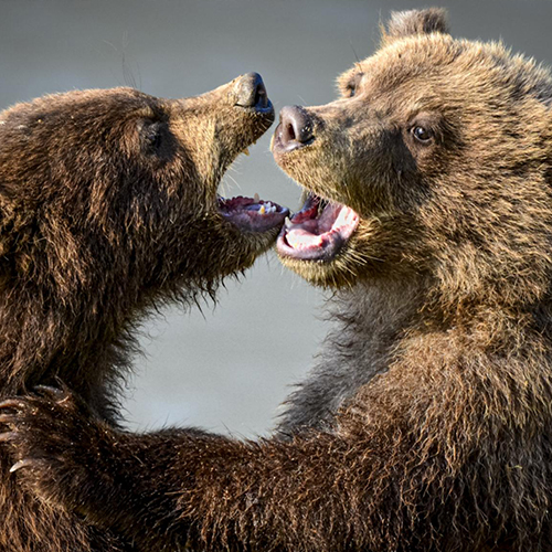 MUSE Photography Awards Gold Winner - Play Fighting by Stu-e Rees