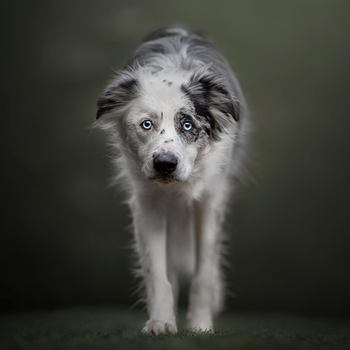 MUSE Photography Awards Gold Winner - The Stare Down by Desiree Nickerson