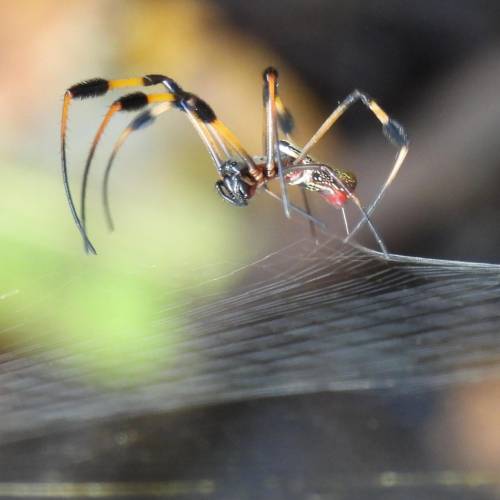MUSE Photography Awards Platinum Winner - The Web Released by Dawn Renee Darnell