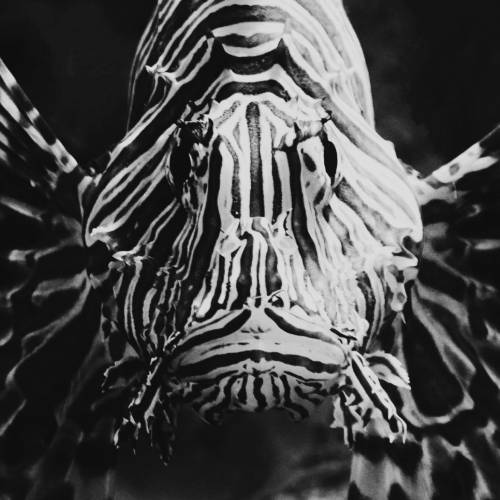 MUSE Photography Awards Gold Winner - Lionfish Looking at Me by Dawn Renee Darnell