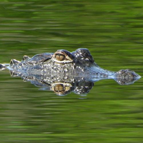 MUSE Photography Awards Gold Winner - A Gator's Reflection by Dawn Renee Darnell