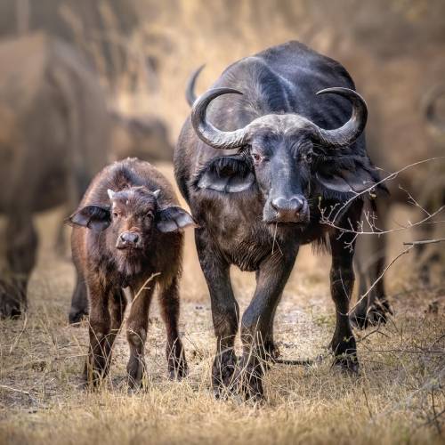 MUSE Photography Awards Gold Winner - CAPE BUFFALO AND CALF by MONICA L CORCUERA