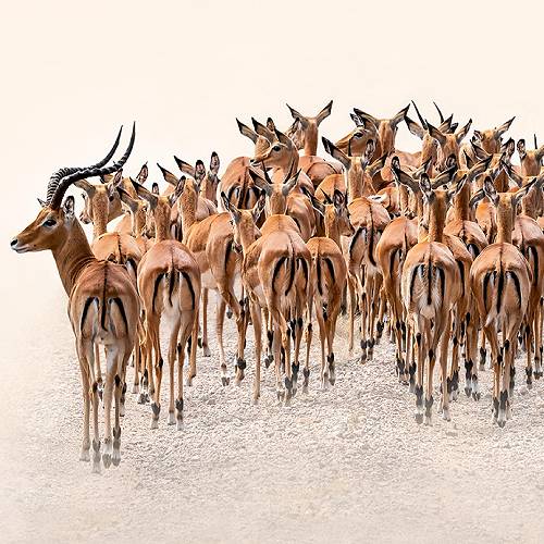 MUSE Photography Awards Gold Winner - IMPALA HERD by MONICA L CORCUERA