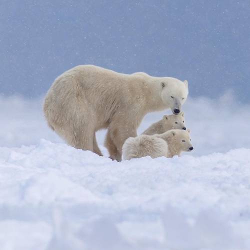 MUSE Photography Awards Gold Winner - Cold days and warm love by Rares Besliu