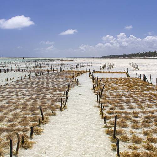 MUSE Photography Awards Silver Winner - Zanzibari Seaweed Farms by Dancho Atanasov