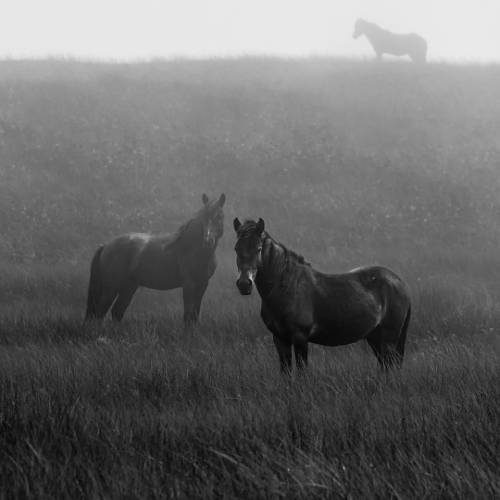 MUSE Photography Awards Gold Winner - Horses Of Sable Island in the Fog by Helene McGuire