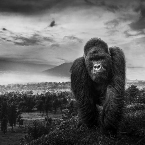 MUSE Photography Awards Platinum Winner - Born to Lead by Eric Kanigan