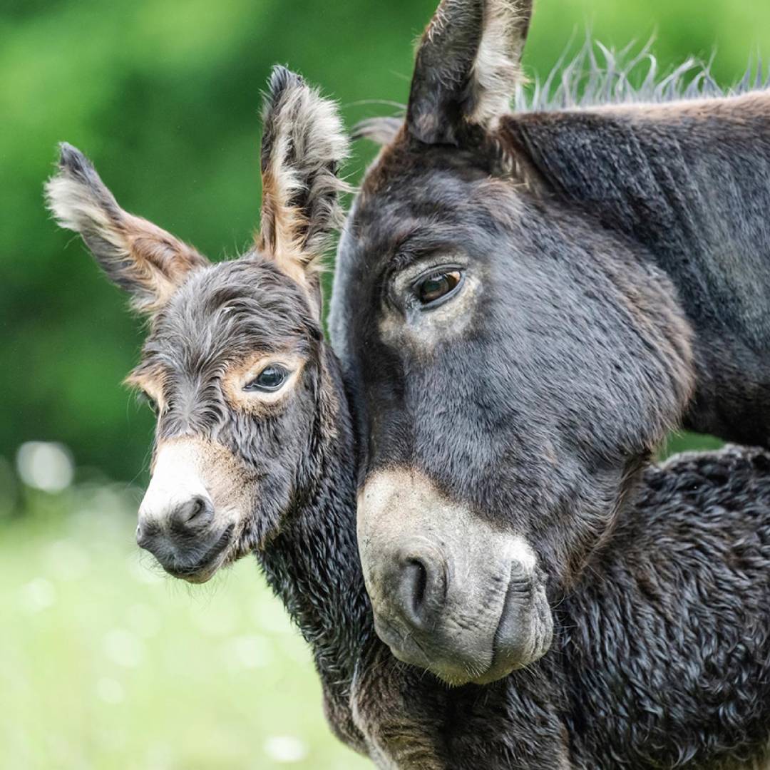 MUSE Photography Awards Gold Winner - A Mother's Love by Jacqueline G Harris