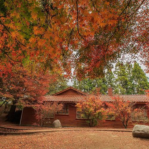 MUSE Photography Awards Gold Winner - Log cabin courtyard filled with maple red by Shang yao-yuan