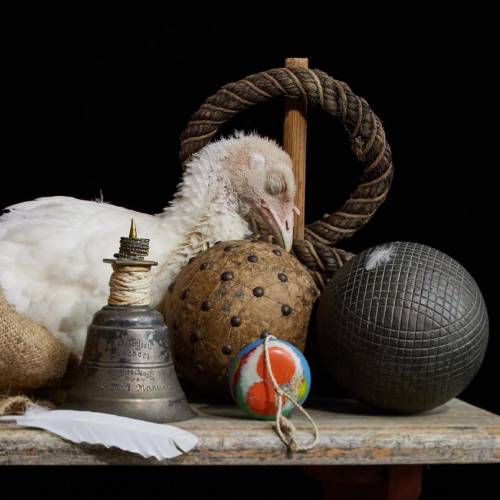 MUSE Photography Awards Gold Winner - Backers The Turkey by Tailai OBrien