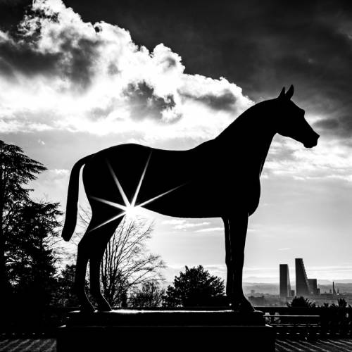 MUSE Photography Awards Silver Winner - Star horse by Adrian Schaub