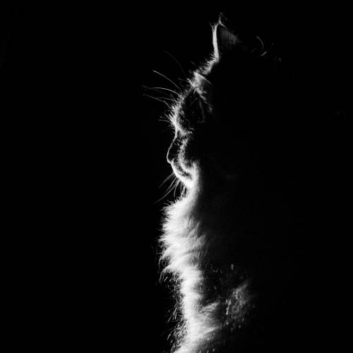MUSE Photography Awards Silver Winner - Cat in the limelight No 1 by Adrian Schaub