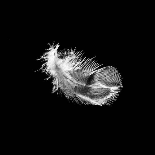 MUSE Photography Awards Silver Winner - Floating Feather III by Adrian Schaub