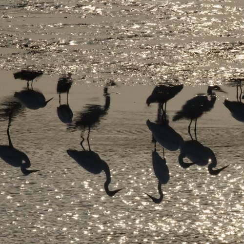 MUSE Photography Awards Gold Winner - Silhouette of egrets by CYC