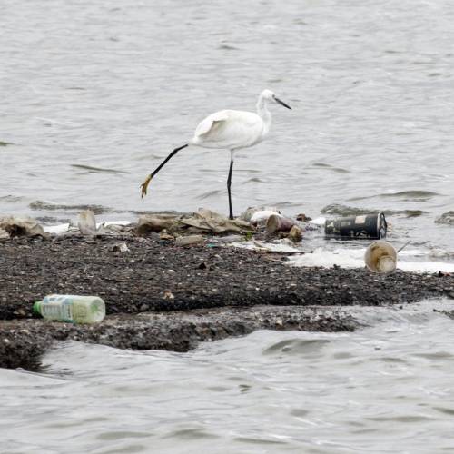 MUSE Photography Awards Silver Winner - An egret life by CYC