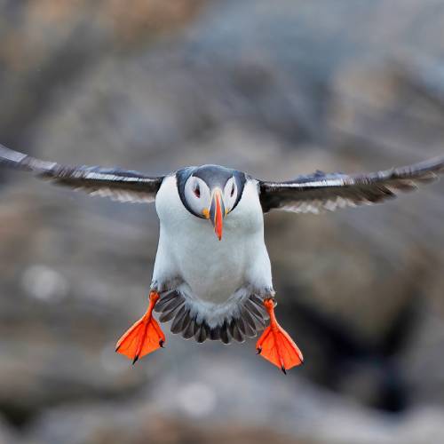 MUSE Photography Awards Gold Winner - The Puffin by Radoslaw Ziegert