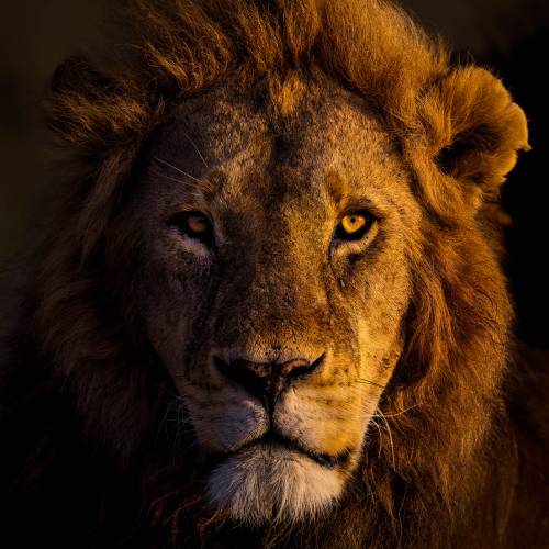 MUSE Photography Awards Gold Winner - Portrait of the king by Thomas Nicholson