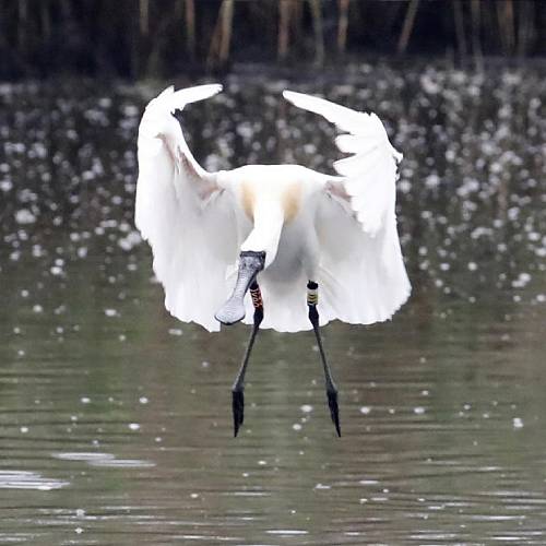 MUSE Photography Awards Silver Winner - Black-faced spoonbills flying by CYC