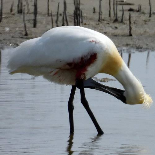 MUSE Photography Awards Silver Winner - An injured black-faced spoonbill by DC