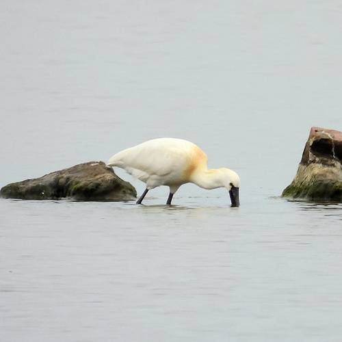 MUSE Photography Awards Silver Winner - Two black-faced spoonbills by DC
