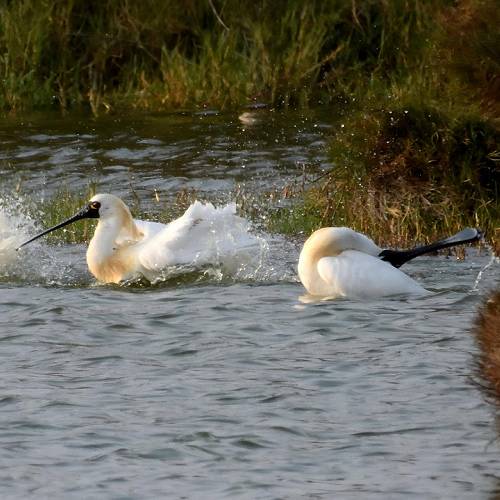 MUSE Photography Awards Silver Winner - Happy black-faced spoonbills enjoy bath by DC