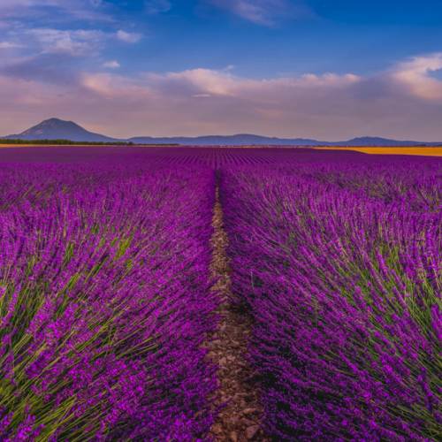 MUSE Photography Awards Gold Winner - Untouched Elegance of Valensole Lavender by Jan-Tore Oevrevik
