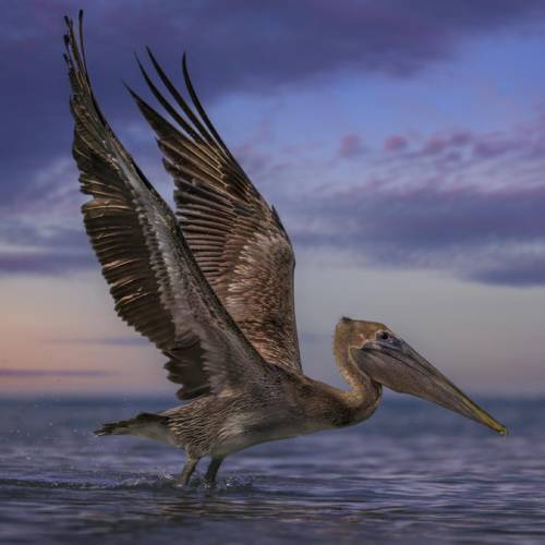 MUSE Photography Awards Platinum Winner - Pelican Chase by Jan-Tore Oevrevik