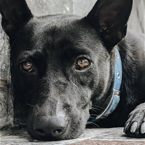 MUSE Photography Awards Silver Winner - Miru by Din Wu