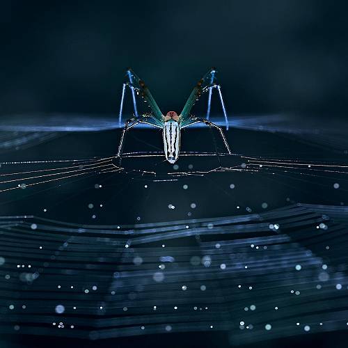 Nephila pilipes - Photography Winner