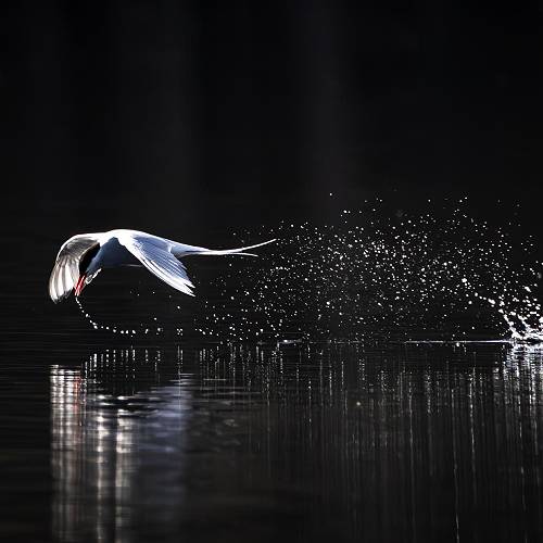 Tern's Water Dance - MUSE Photography Awards Category Winners of the Year Winner