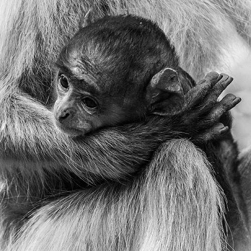 Motherly Love