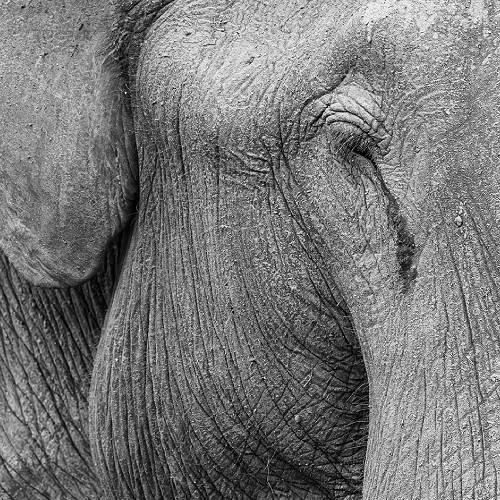 MUSE Photography Awards Gold Winner - Elephant Tear by Peter Jäggi