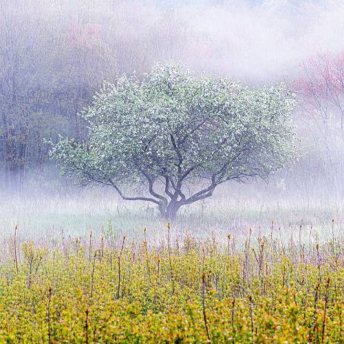 MUSE Photography Awards Silver Winner - Spring Mist by Tim William Owen