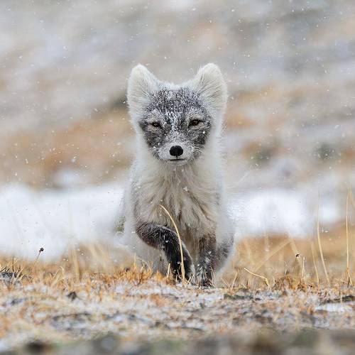 MUSE Photography Awards Gold Winner - Snow flurries by David Lerch