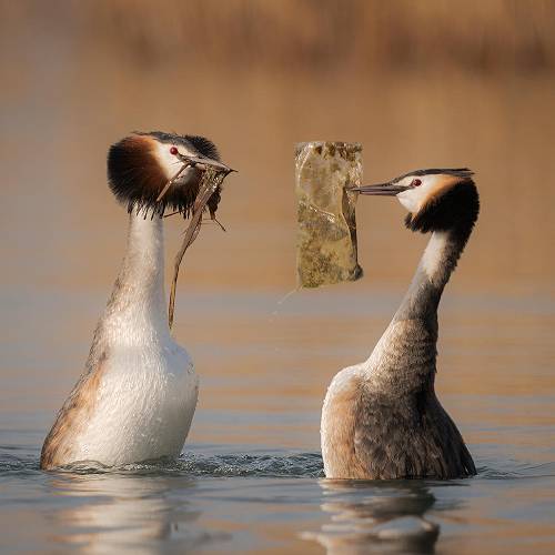 MUSE Photography Awards Platinum Winner - The plastic gift by Roberto Melotti