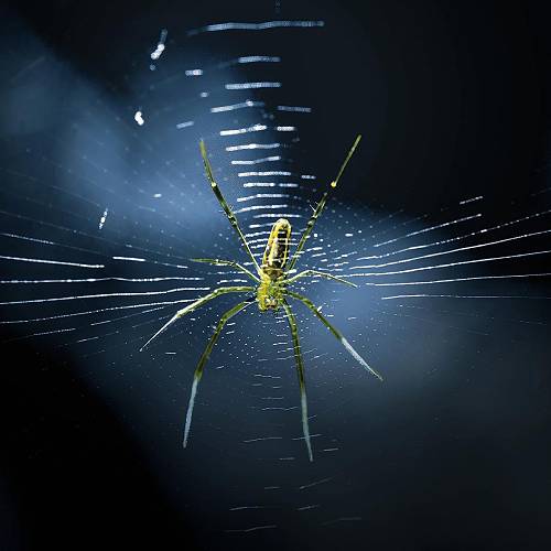 MUSE Photography Awards Platinum Winner - The spider by Weng Li-Chuan
